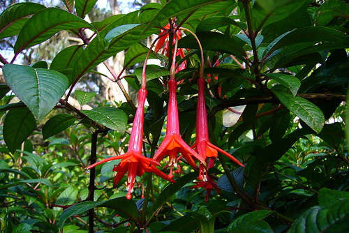 Honeysuckle Fuchsia